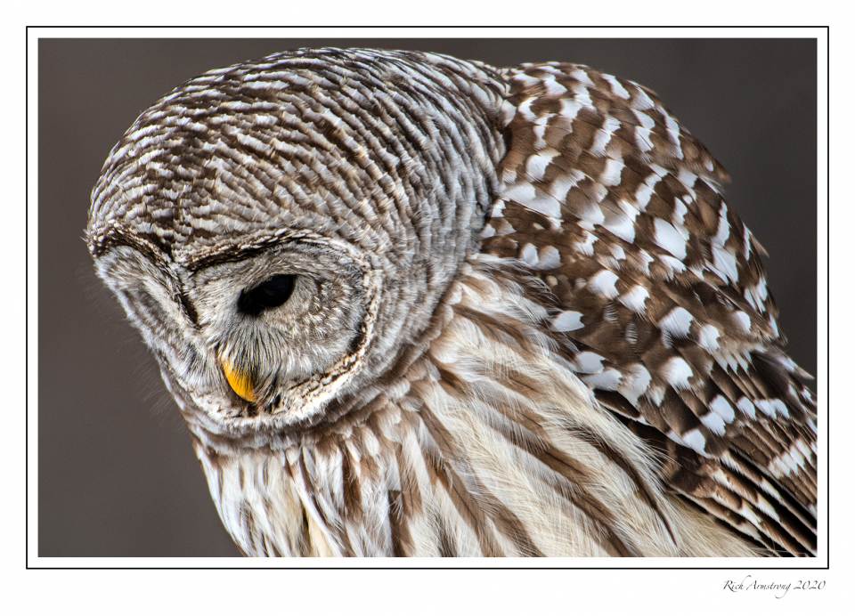 barred owl 5 copy.jpg